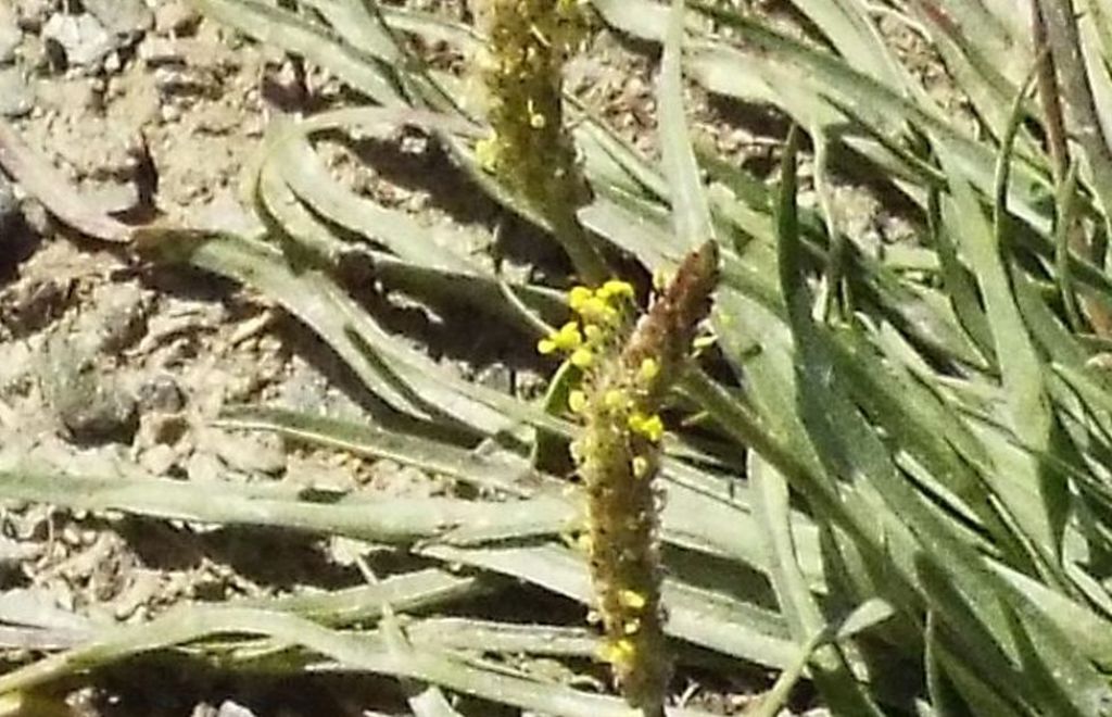 Plantago maritima subsp. serpentina
