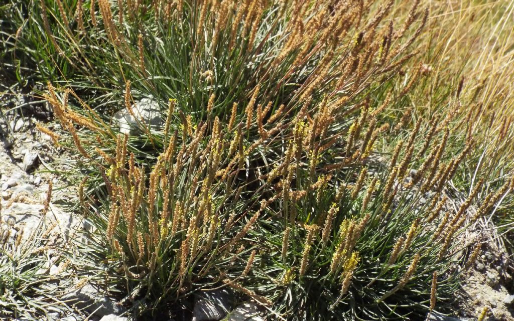 Plantago maritima subsp. serpentina