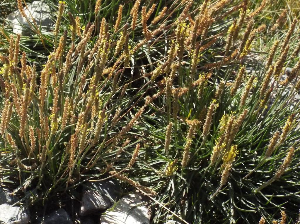 Plantago maritima subsp. serpentina