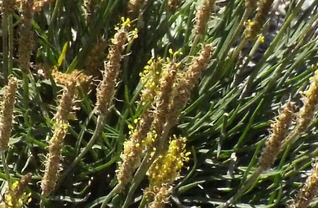 Plantago maritima subsp. serpentina