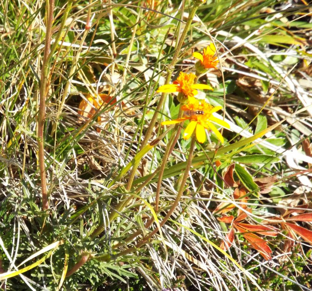 Arnica montana ? No, Jacobaea abrotanifolia