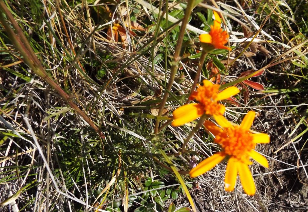 Arnica montana ? No, Jacobaea abrotanifolia