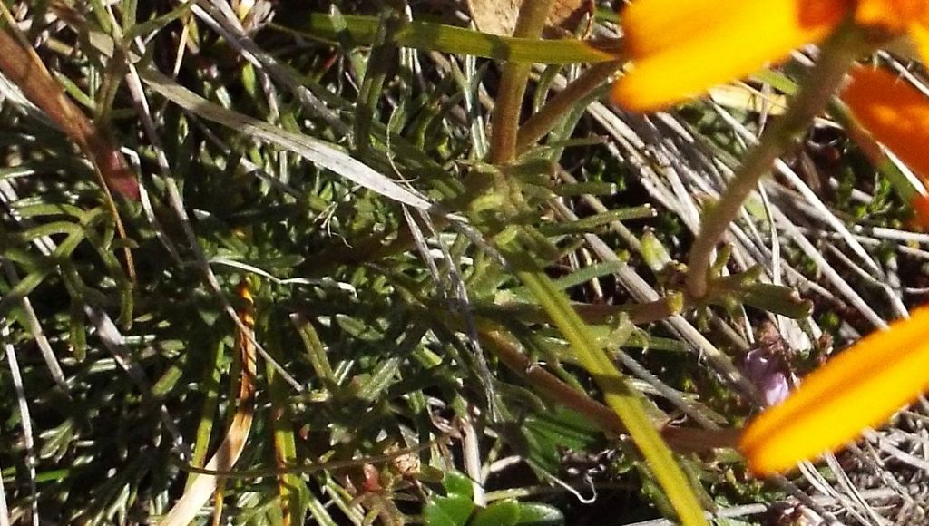Arnica montana ? No, Jacobaea abrotanifolia