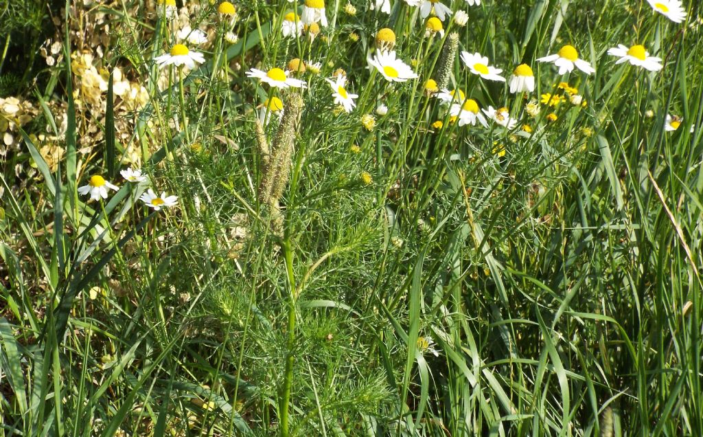 Tripleurospermum inodorum / Camomilla senza odore