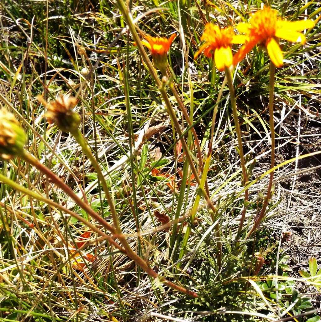 Arnica montana ? No, Jacobaea abrotanifolia