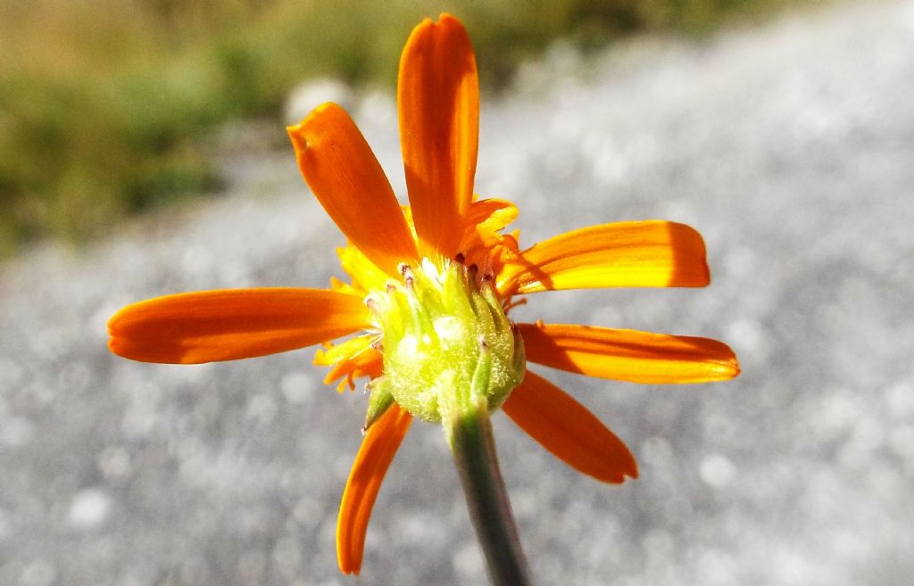 Arnica montana ? No, Jacobaea abrotanifolia