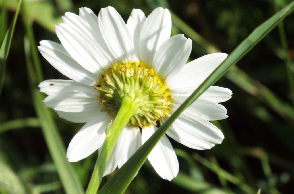 Tripleurospermum inodorum / Camomilla senza odore