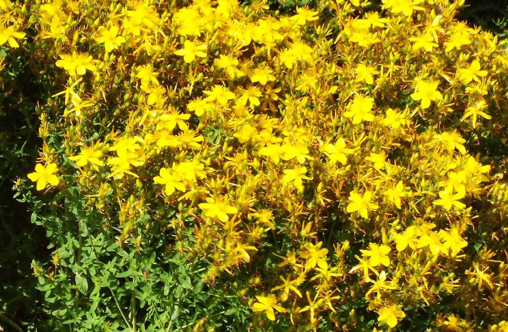 Hypericum perforatum?  S !