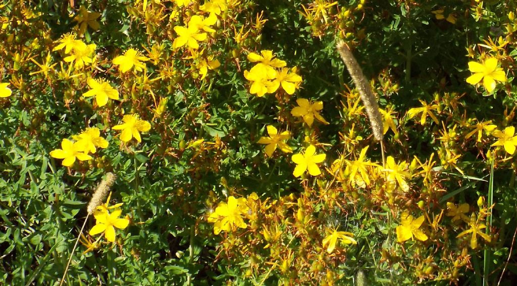Hypericum perforatum?  S !