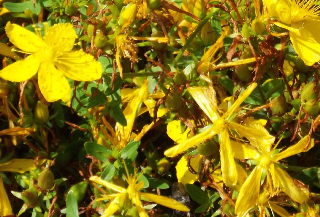 Hypericum perforatum?  S !
