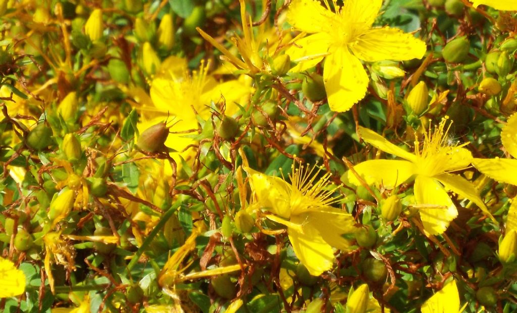 Hypericum perforatum?  S !
