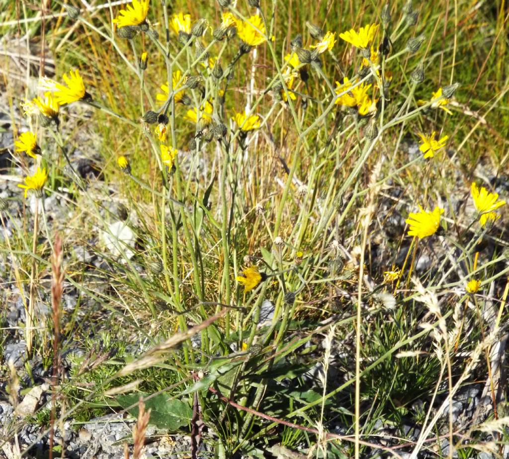 Asteracea d''alta montagna:  Hieracium sp.