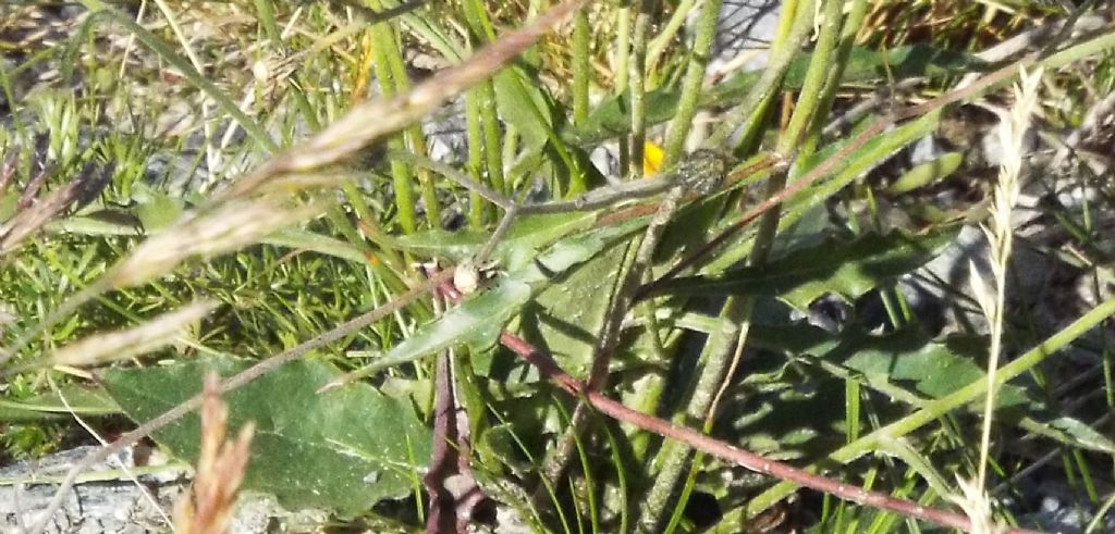 Asteracea d''alta montagna:  Hieracium sp.