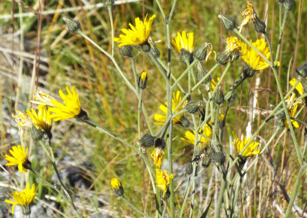 Asteracea d''alta montagna:  Hieracium sp.