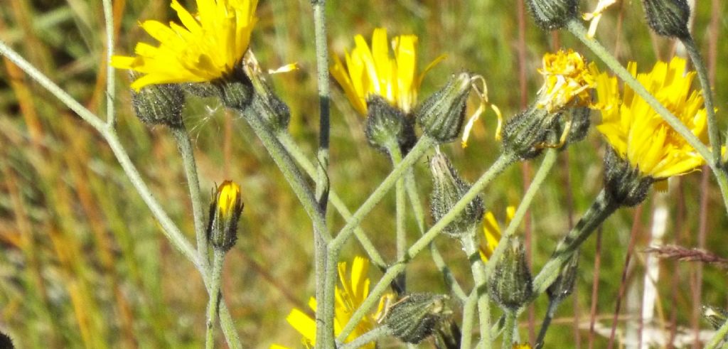 Asteracea d''alta montagna:  Hieracium sp.