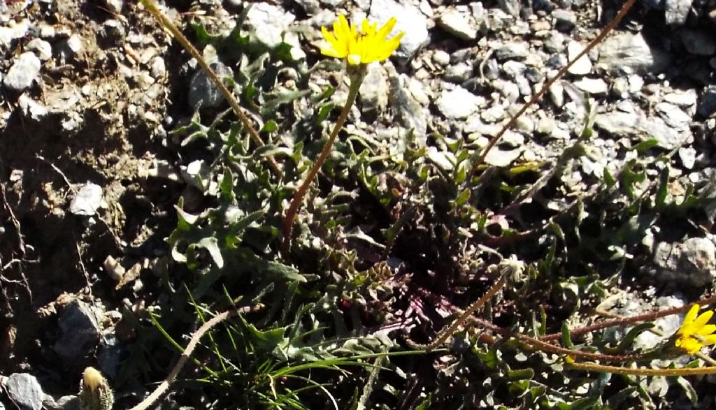 Leontodon hispidus subsp. hyoseroides