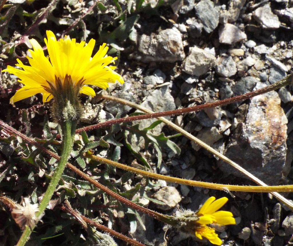 Leontodon hispidus subsp. hyoseroides