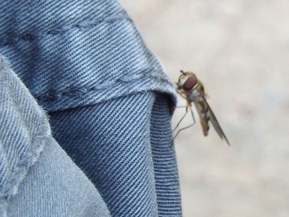 Syrphidae:  Meliscaeva auricollis, femmina