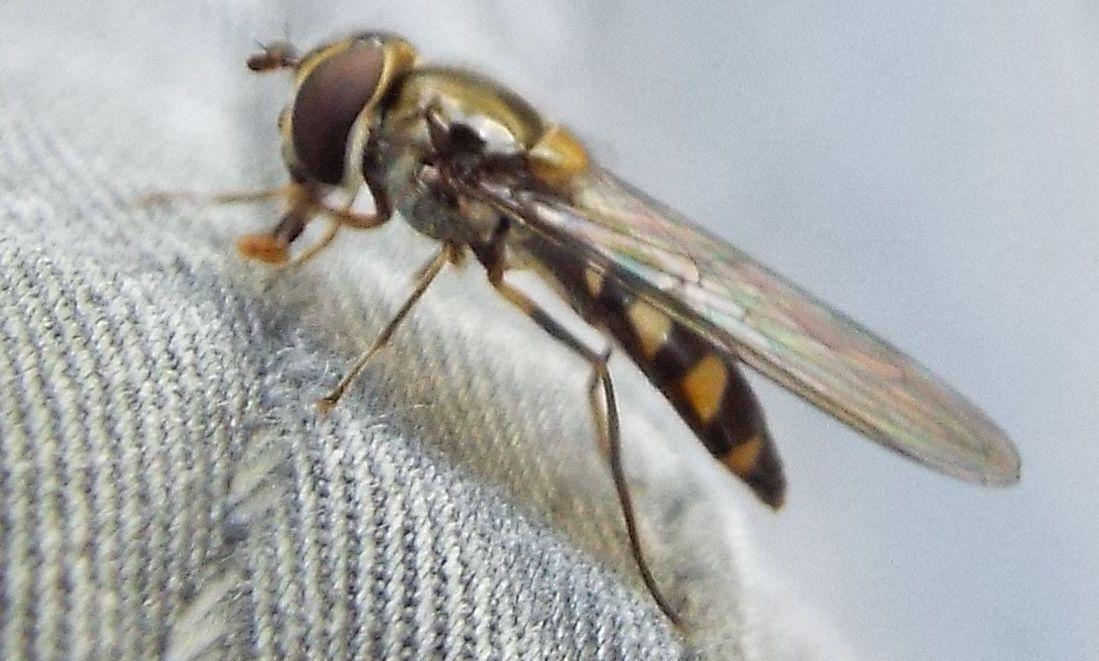 Syrphidae:  Meliscaeva auricollis, femmina