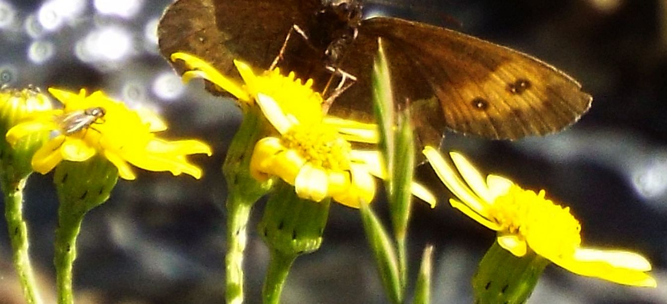 E'' un senecio?  S, Senecio squalidus subsp. rupestris