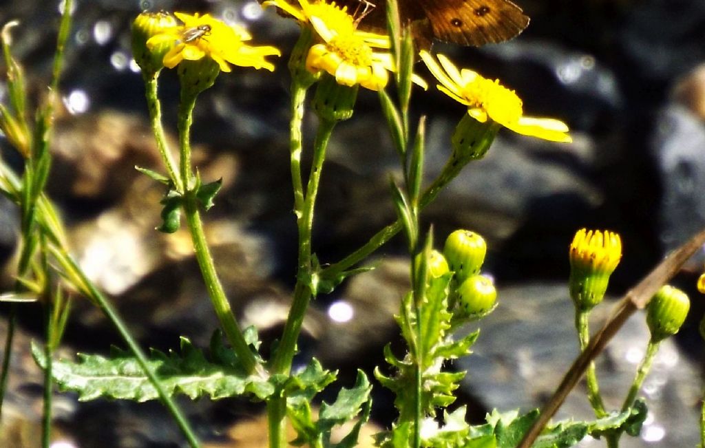 E'' un senecio?  S, Senecio squalidus subsp. rupestris