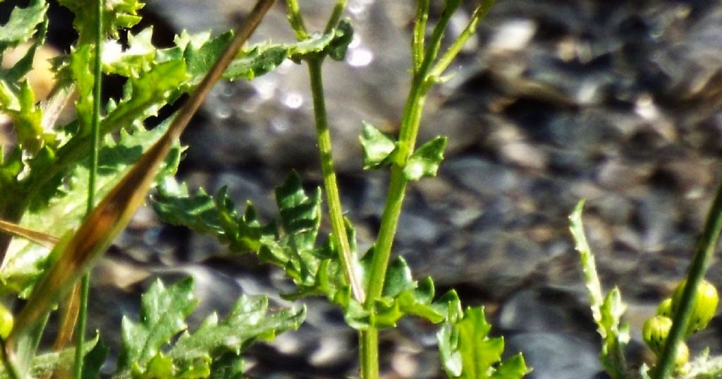 E'' un senecio?  S, Senecio squalidus subsp. rupestris