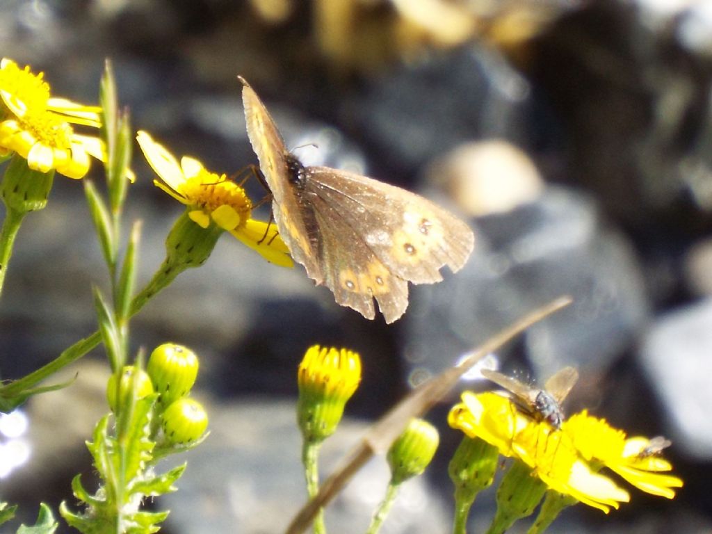E'' un senecio?  S, Senecio squalidus subsp. rupestris