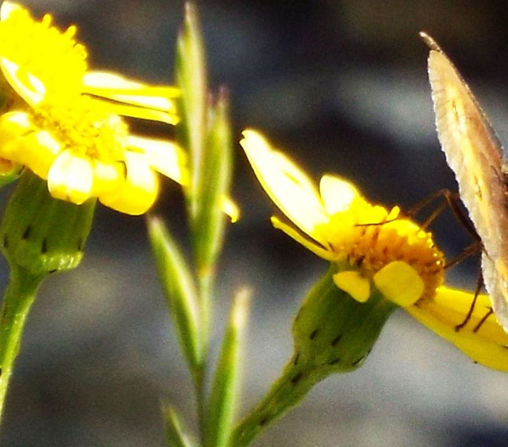 E'' un senecio?  S, Senecio squalidus subsp. rupestris