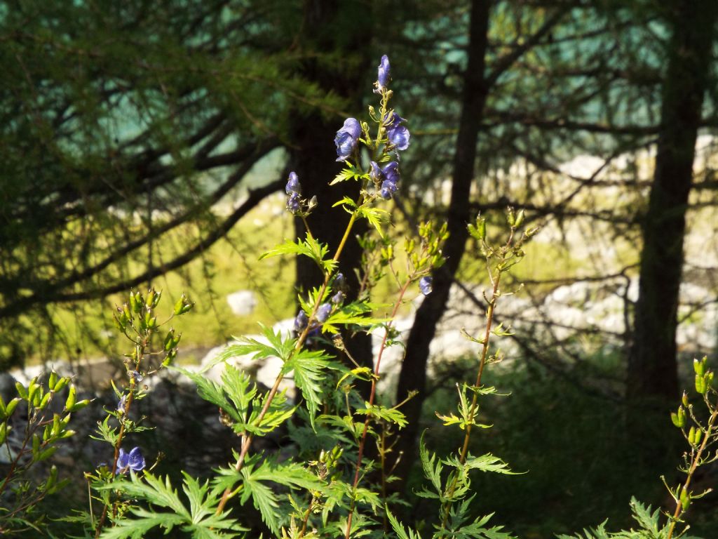 Aconitum napellus ?