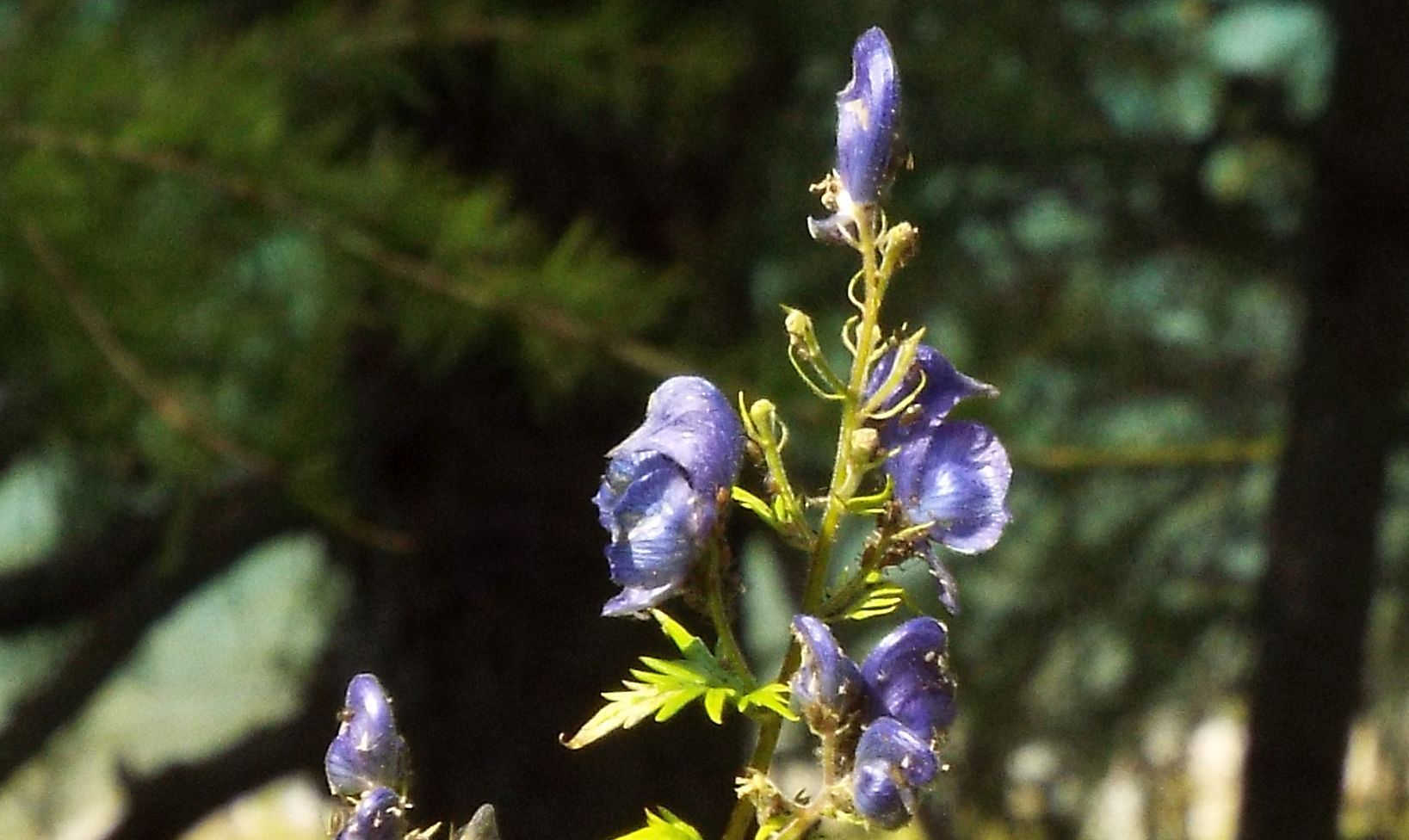 Aconitum napellus ?