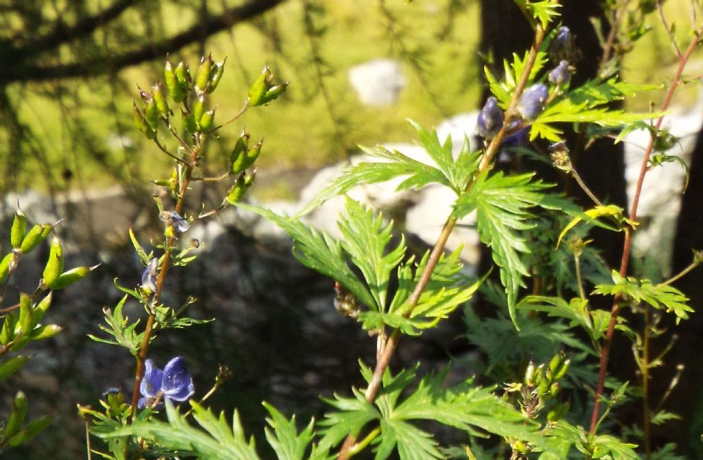 Aconitum napellus ?
