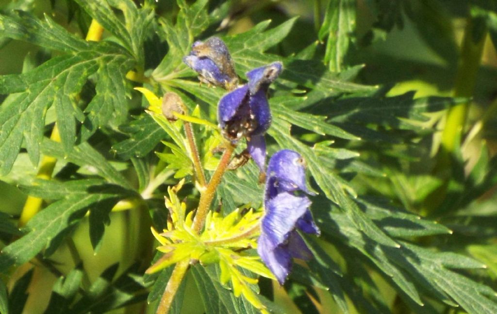 Aconitum napellus ?