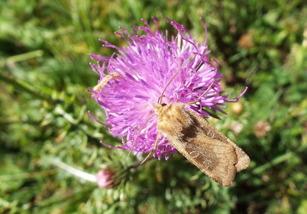 Un altro Cirsium?  No, Carduus...