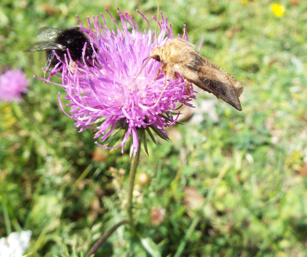 Un altro Cirsium?  No, Carduus...