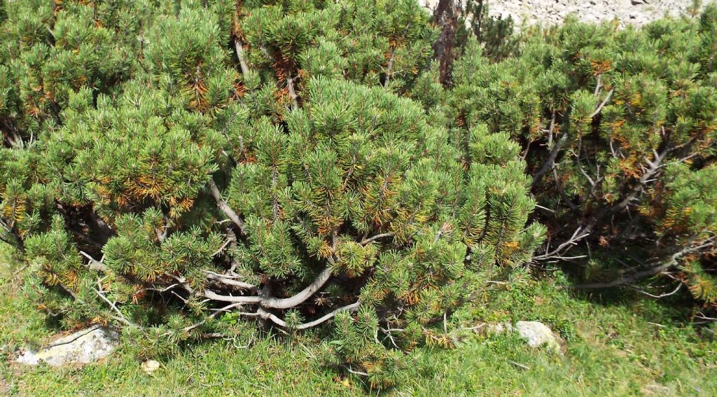 Pinus mugo / Pino mugo
