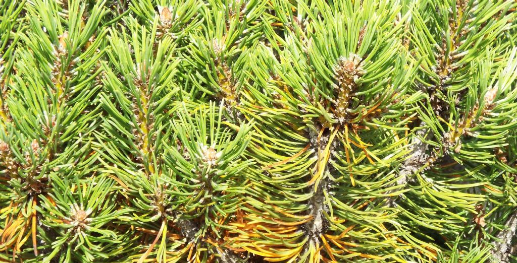 Pinus mugo / Pino mugo