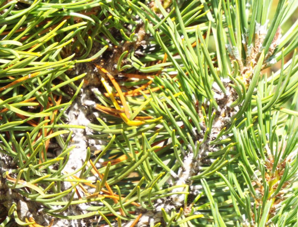 Pinus mugo / Pino mugo