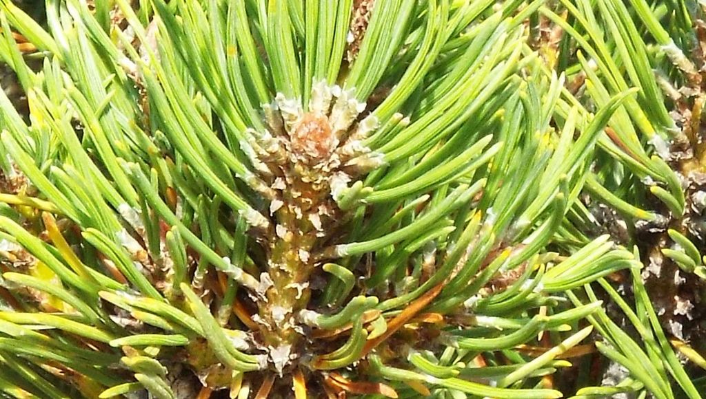 Pinus mugo / Pino mugo