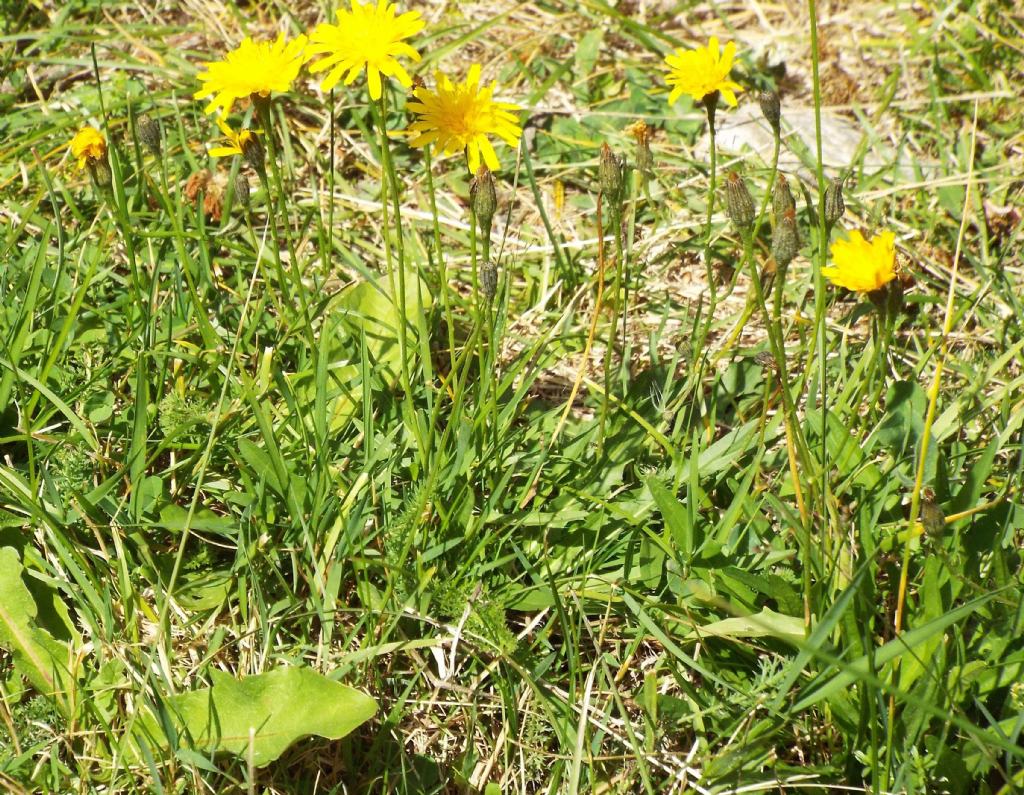 Asteracea da identificare