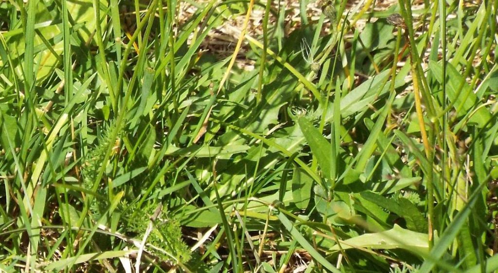 Asteracea da identificare
