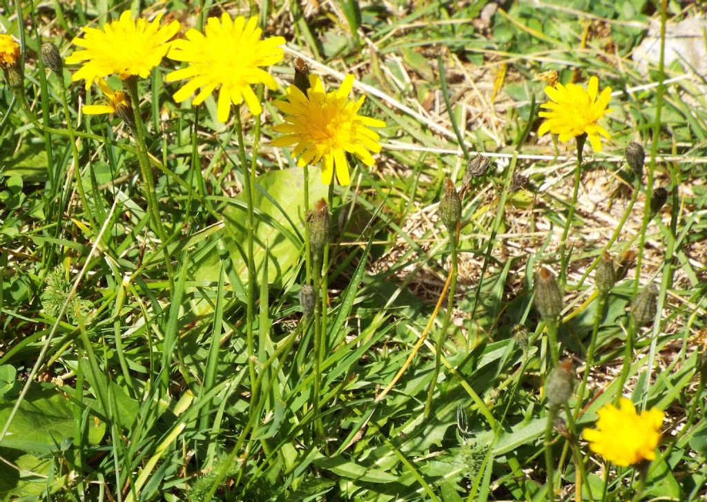 Asteracea da identificare