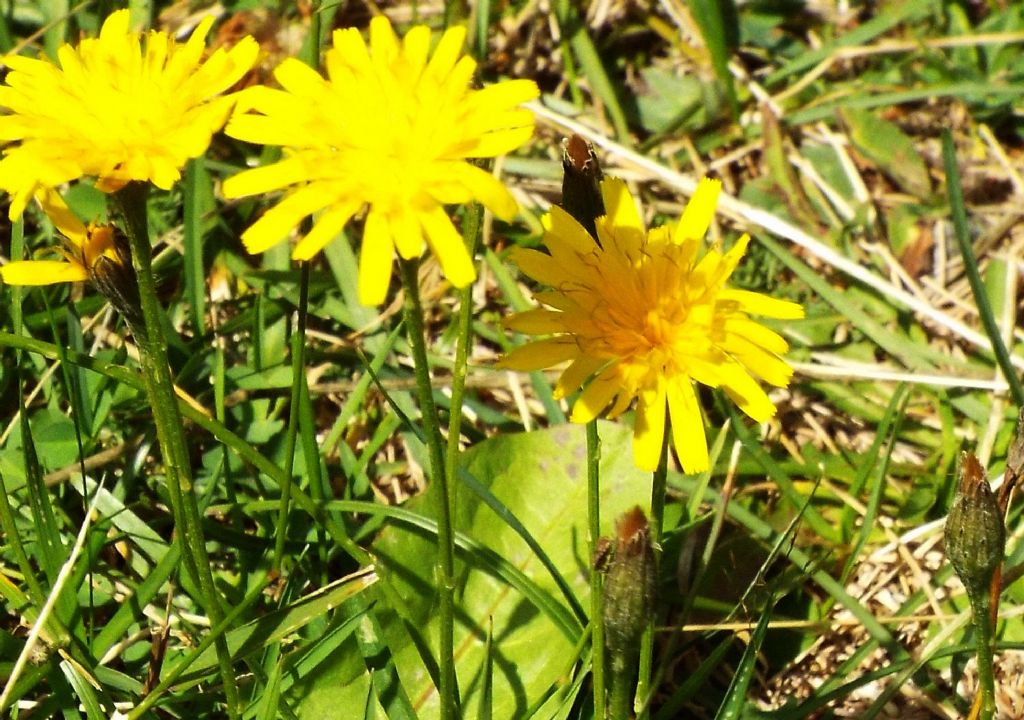 Asteracea da identificare