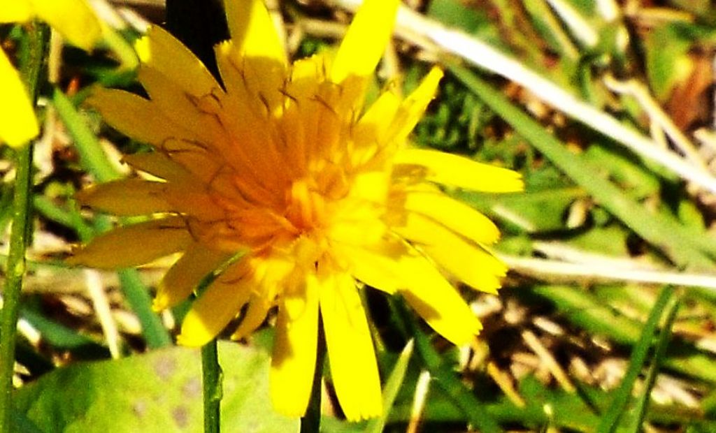 Asteracea da identificare