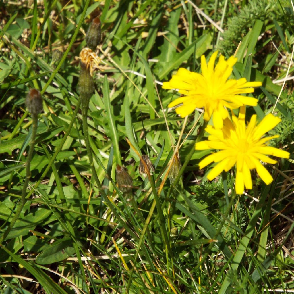 Asteracea da identificare
