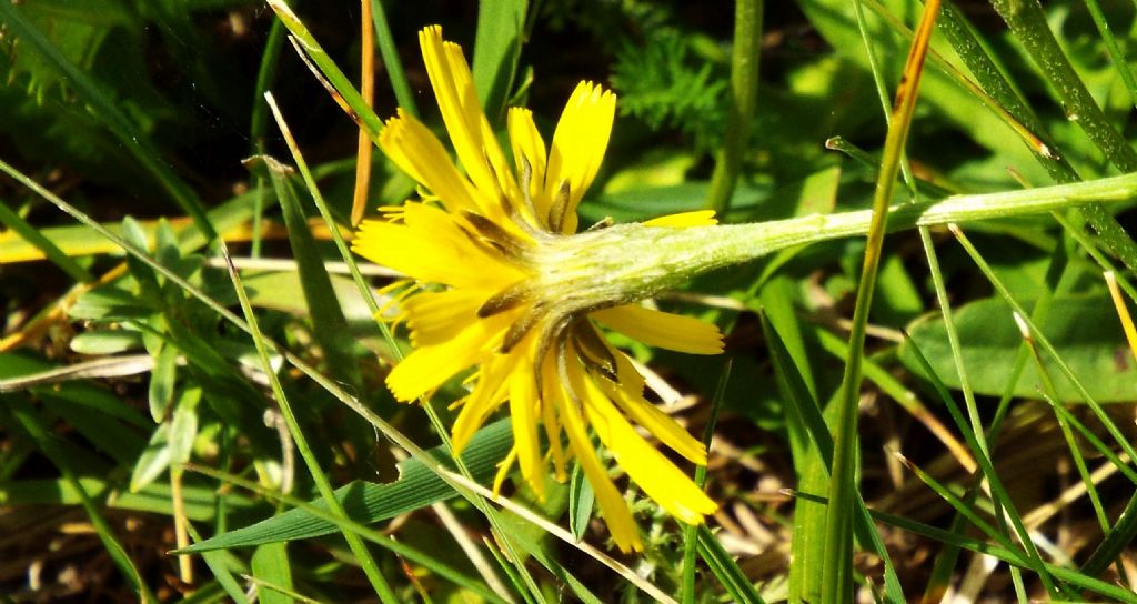 Asteracea da identificare