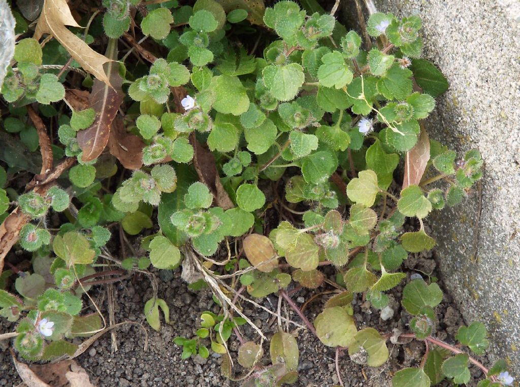 Veronica....pigmea:   Veronica hederifolia