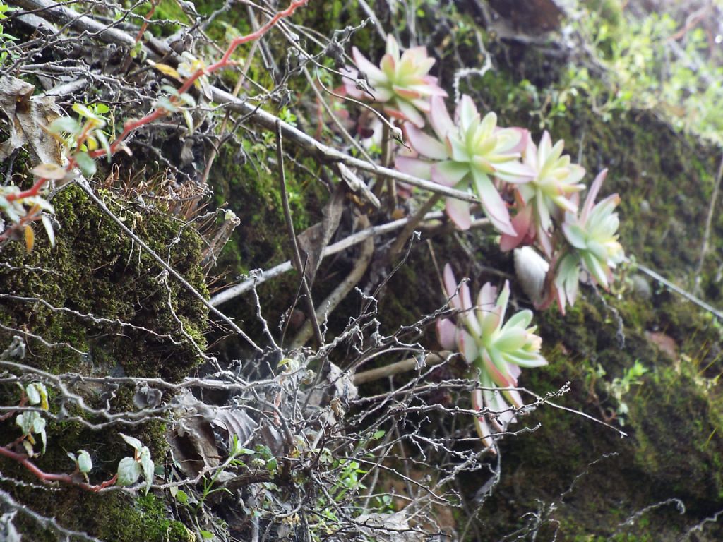 Sedum palmeri (Crassulaceae)