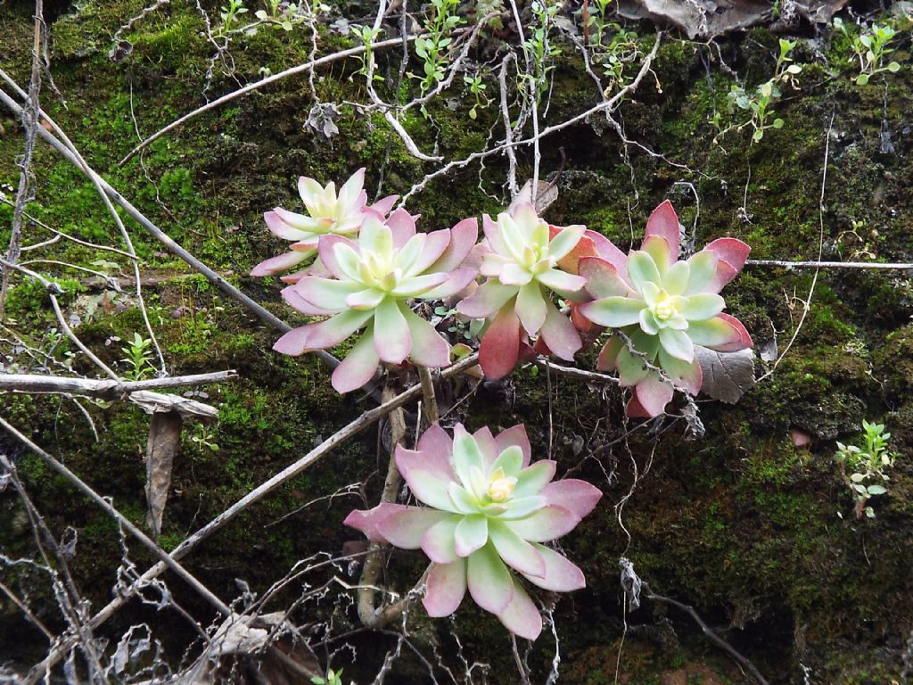 Sedum palmeri (Crassulaceae)