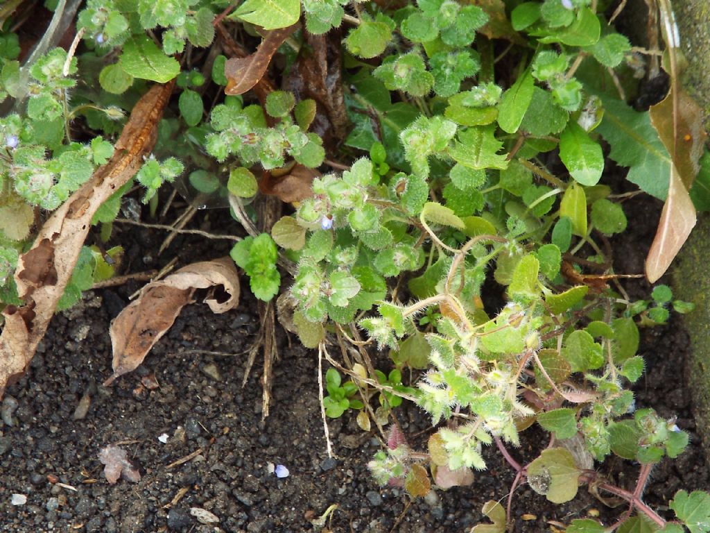 Veronica....pigmea:   Veronica hederifolia