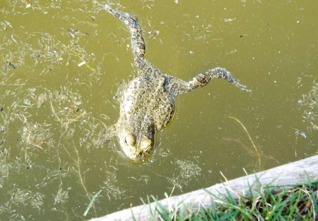 Rospi smeraldini...nella  vasca di un parco milanese